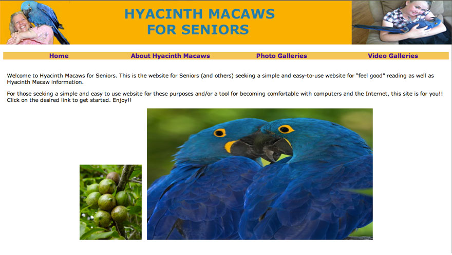 Hyacinth Macaws for Seniors Website thumbnail