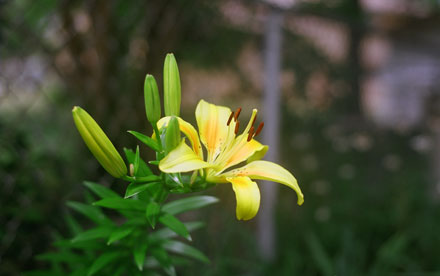 Yellow Asiatic Lilly. Fuji Superia 400 Negative Film. Nikon FG.
