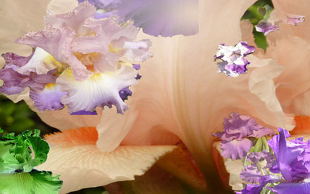 Iris Collage. Photoshop. Intro to Photoshop.