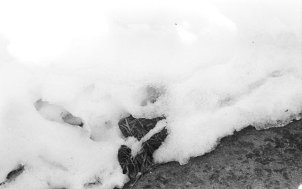 Grassy Area in Snow. Kodak Plus-X Negative Film. Nikon FG