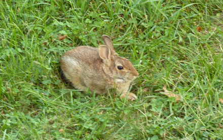 Rabbit. Lumix ZS-3.