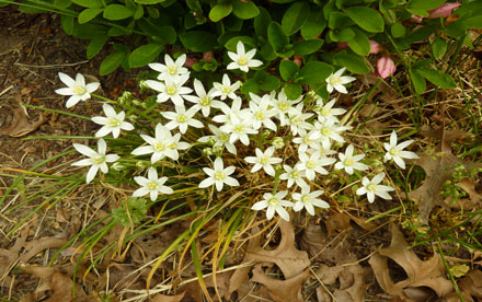White Flowers. Lumix ZS-3.