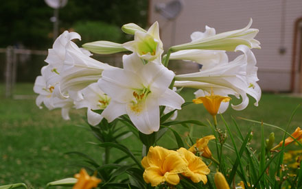 White Lillies. Fuji Reala Negative Film. Nikon FG.